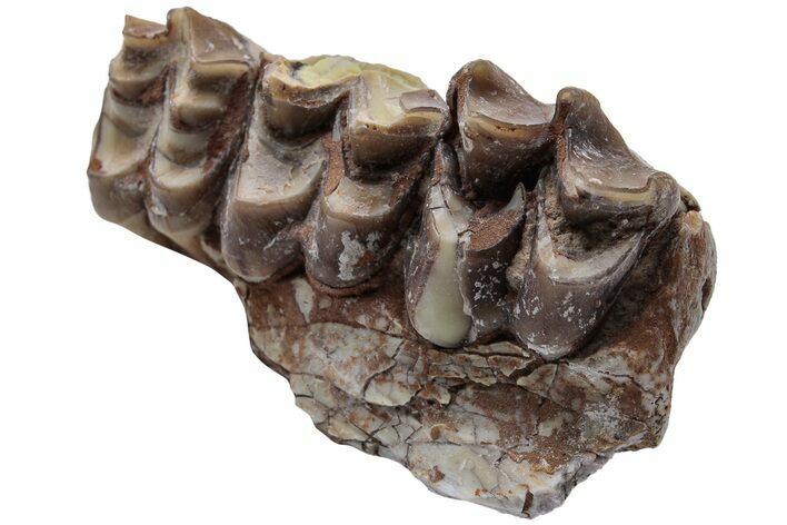 Oreodont (Merycoidodon) Jaw Section - South Dakota #223595